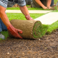 Sod Installation