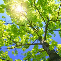 Tree Service